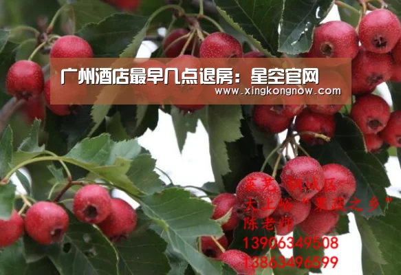 广州酒店最早几点退房:星空官网(图1) 星空快讯